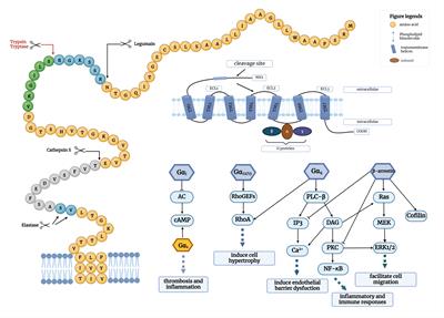 Protease-Activated Receptor 2 in inflammatory skin disease: current evidence and future perspectives